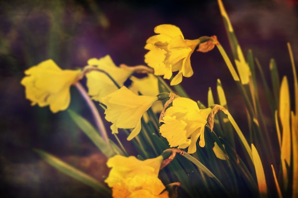 yellow daffodils at dusk