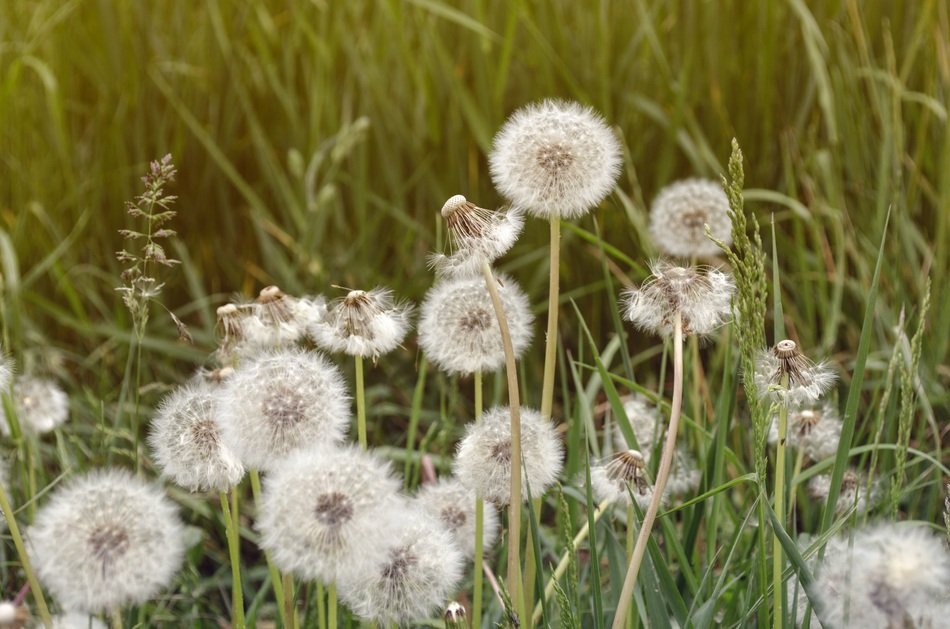 Dandelions, white seed heads in green grass