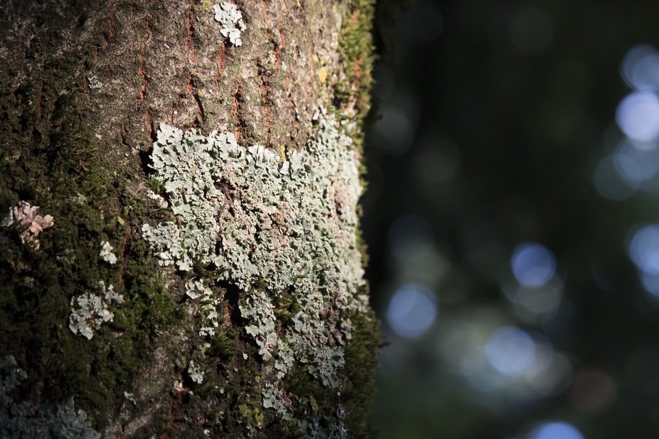 Fletche Tree