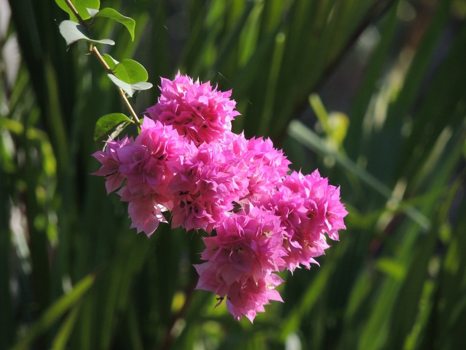 pink bougainvillea in the sunlight