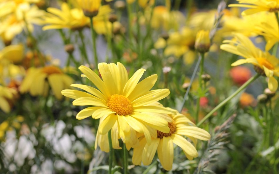 Strauchmargerite or Argyranthemum frutescens