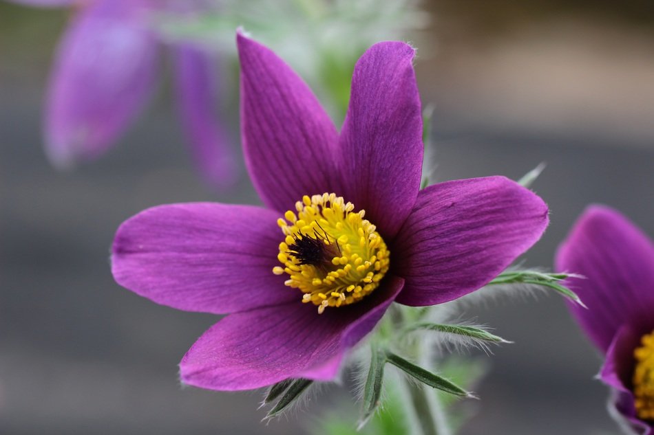 purple flowers with yellow heart close up