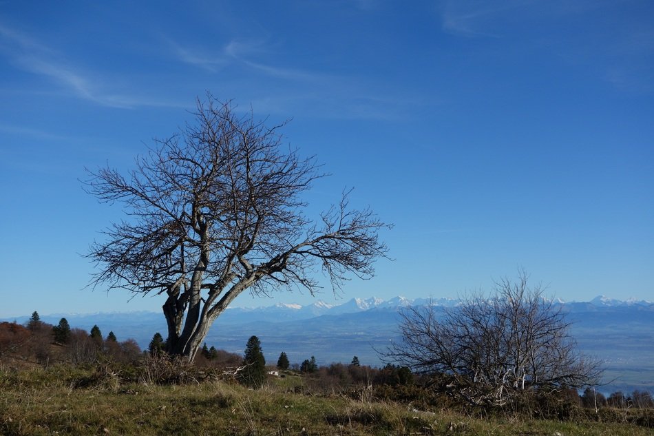 picturesque Jura Tree