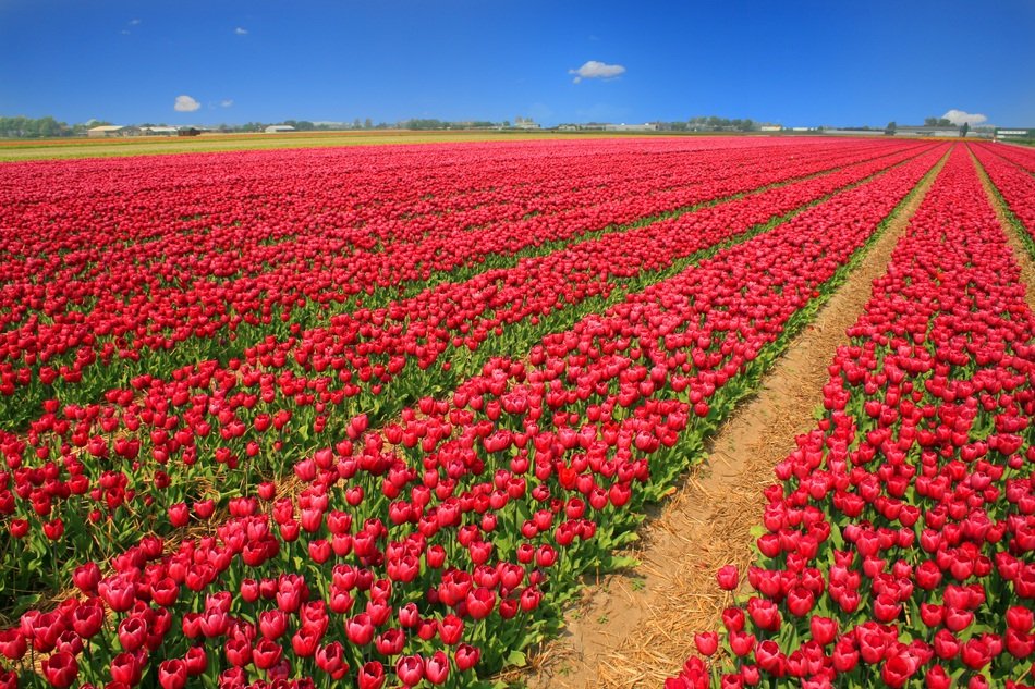 Tulip Field, Holland