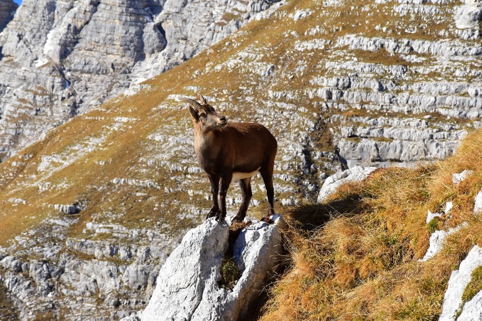 Animal on the granite