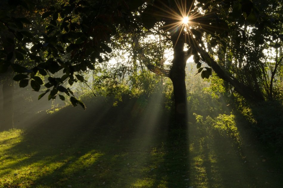 shadows in the forest in the morning