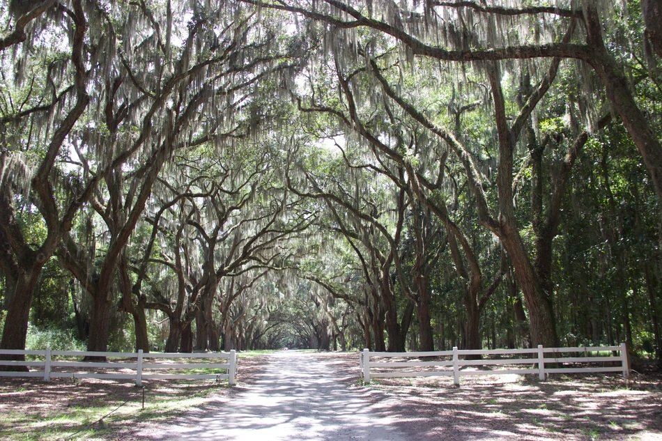 Trees near the avenue