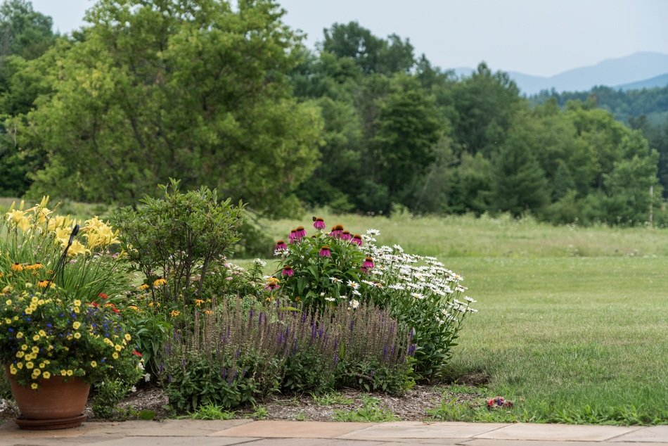 glade with flowers near green grass