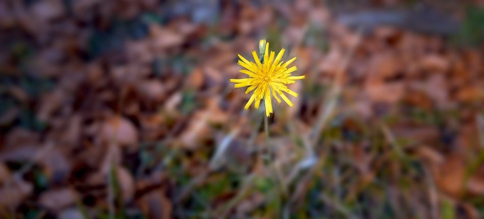 yellow flower at the forest edge in autumn