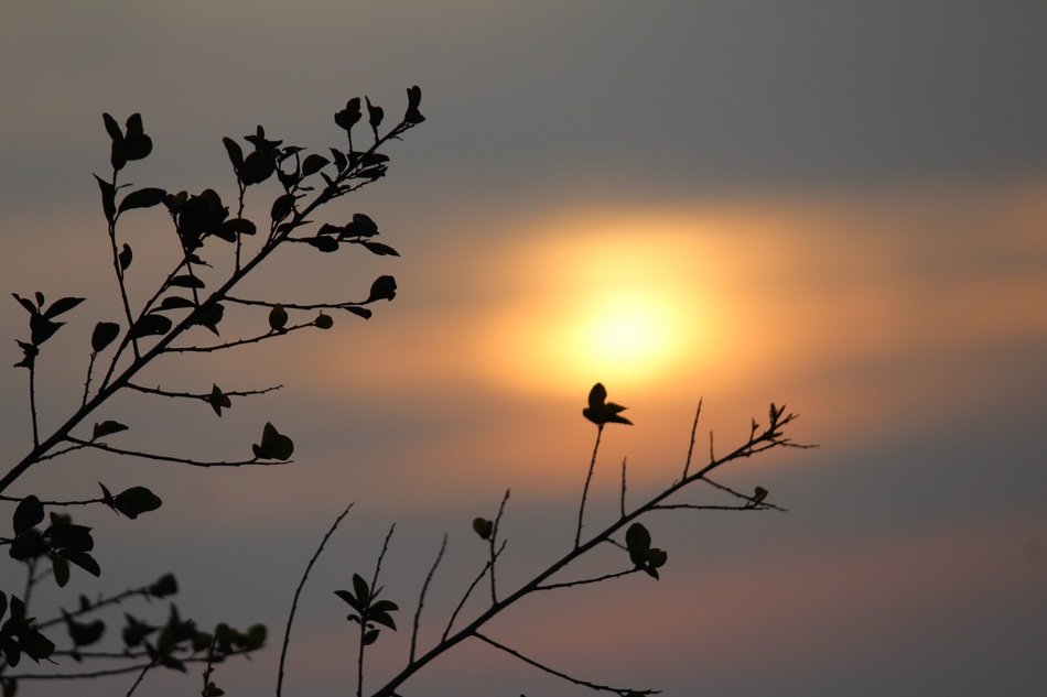 silhouettes of branches at sunrise