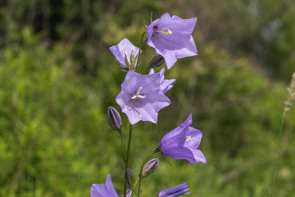 purple bellflower in the Kaiserstuhl mountains