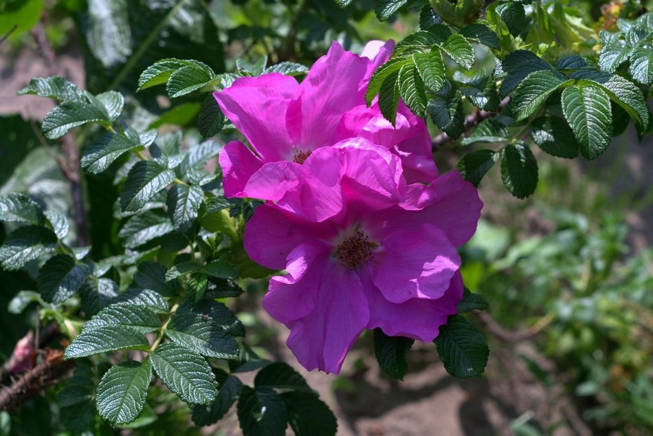 purple rosehip buds close-up