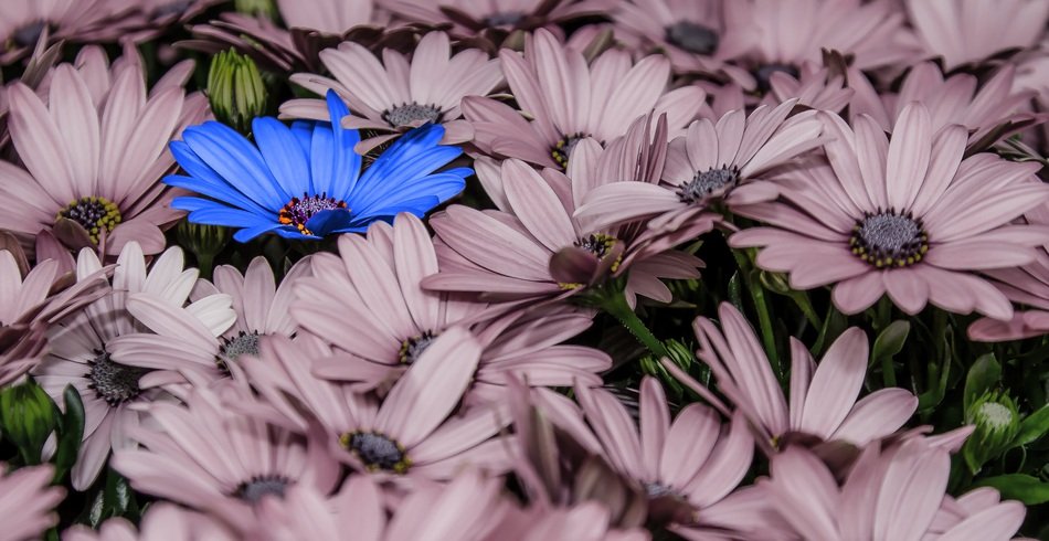 Flowers Osteospernum Blue Pink
