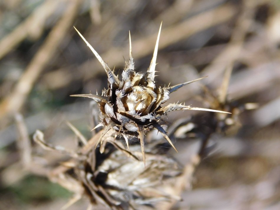 Old Dead Cactus
