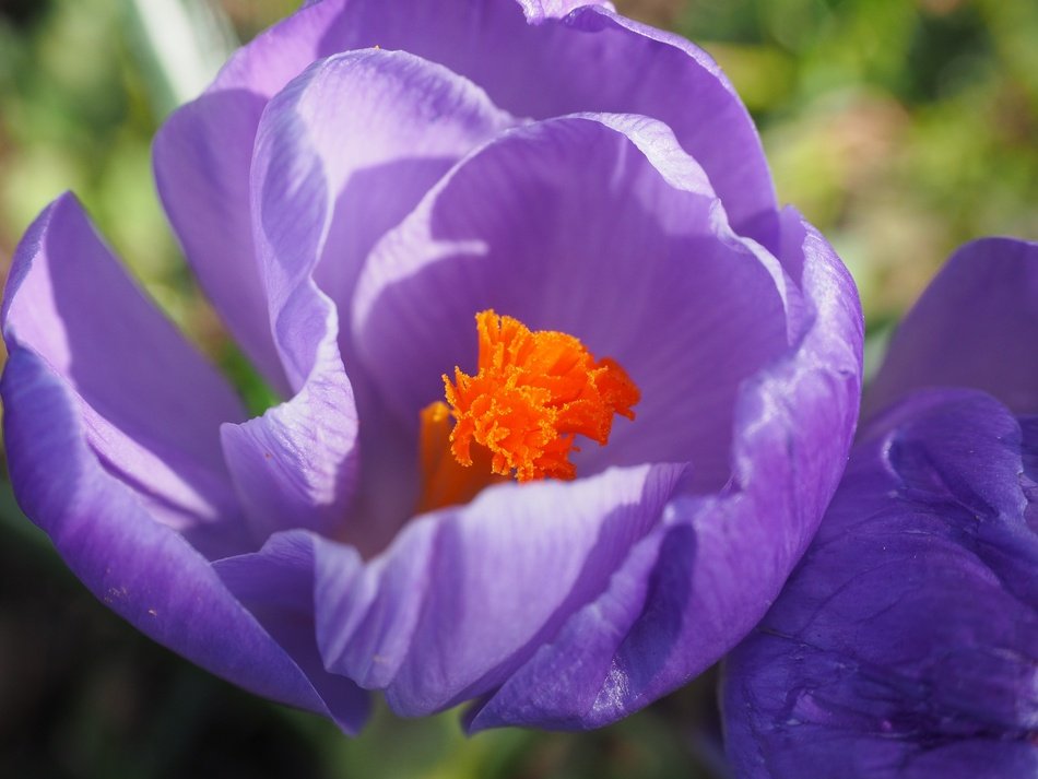 purple crocus with bright heart
