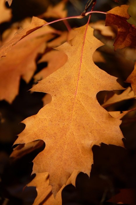 picturesque Maple Leaves