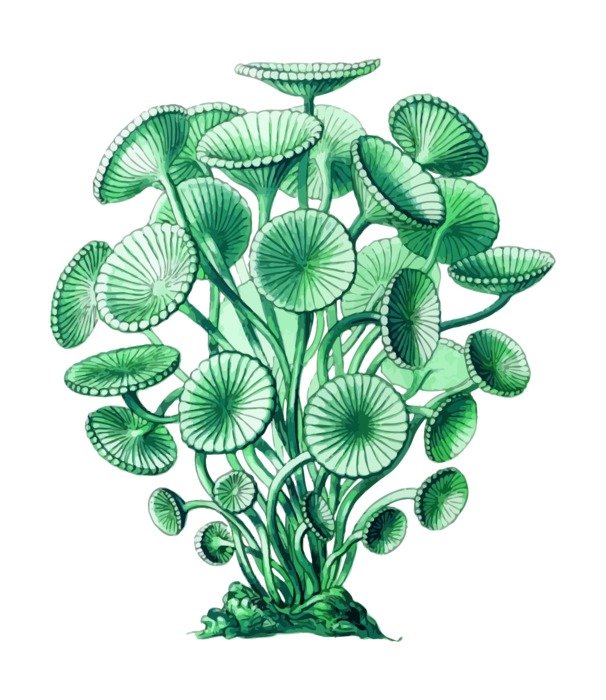 green algae as a graphic image