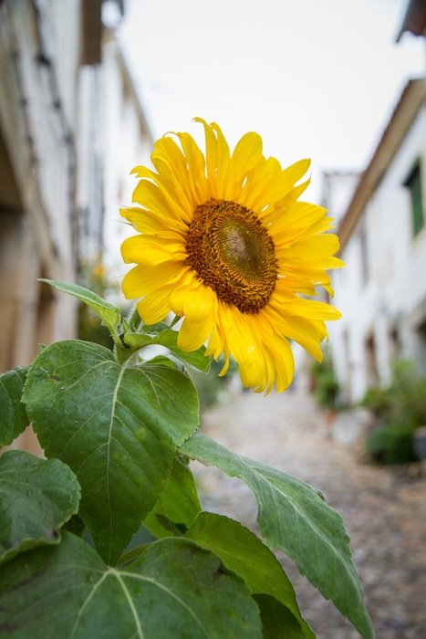 yellow sunflower on a city street in Portugal