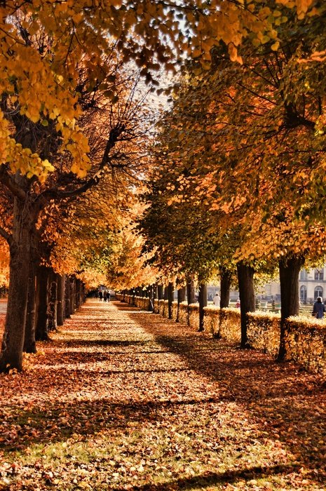 Schlosspark Charlottenburg Forest autumn path