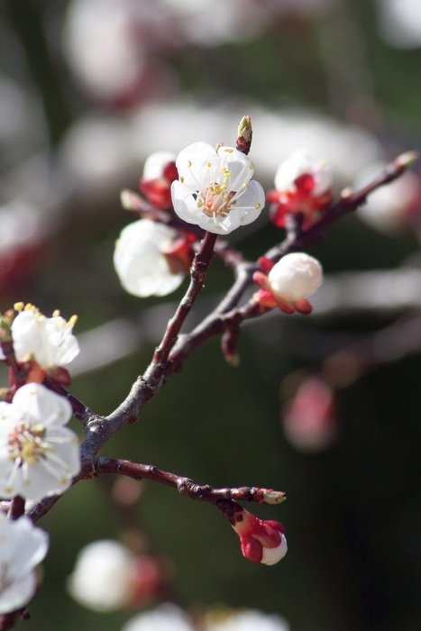 White Flower Of Logany Friends Bloom