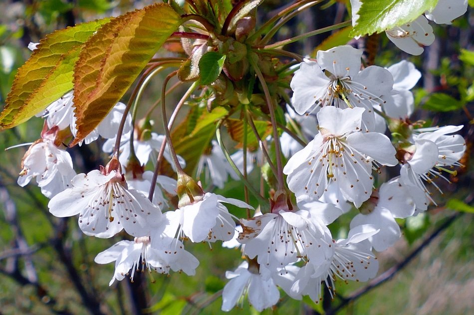 white bloom of trees in spring