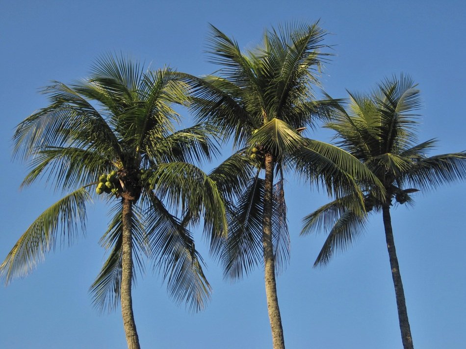 Royal palms in Jamaica