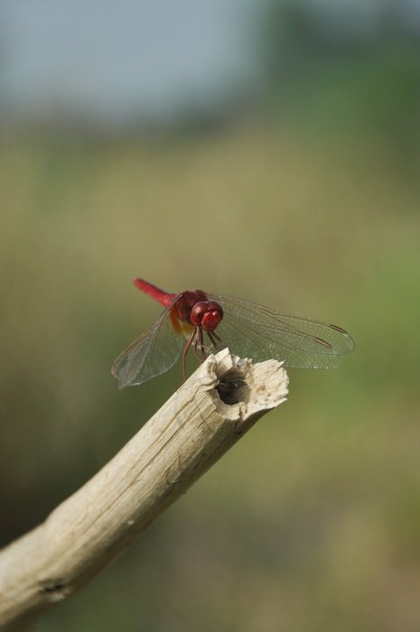 Dragon Fly Nature