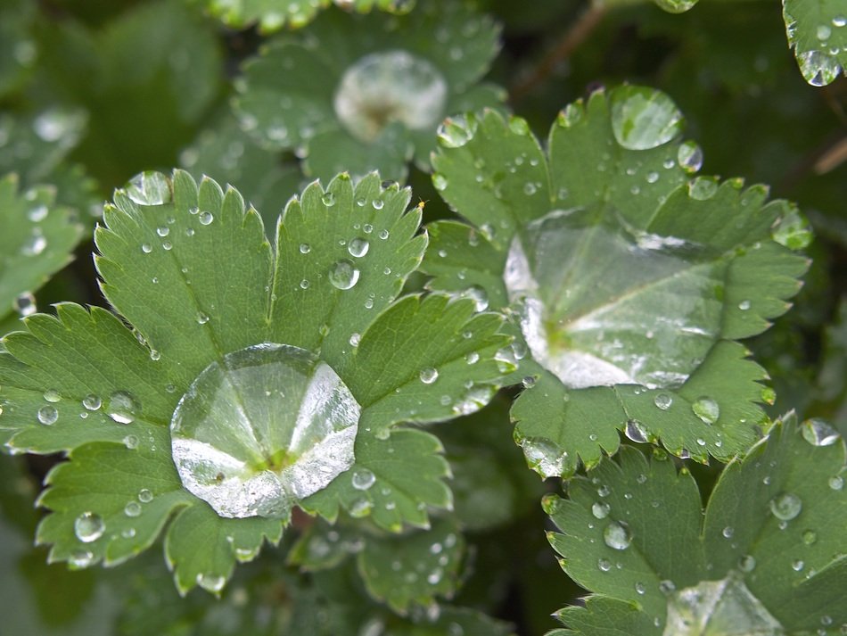 close up picture of green plant in rain drops