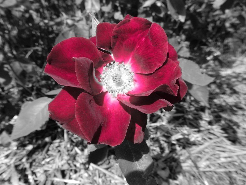 rose flowerhead on the grey background