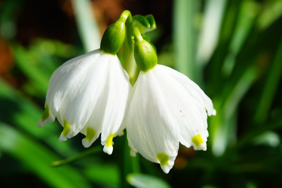 White snowflake flowers close-up on blurred background