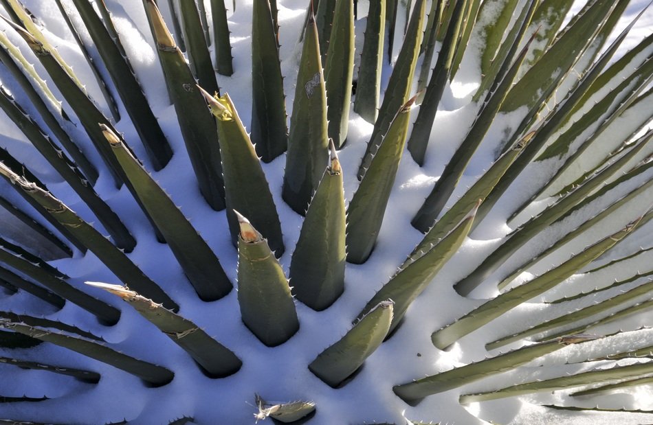 Aloe Vera plants in a snow