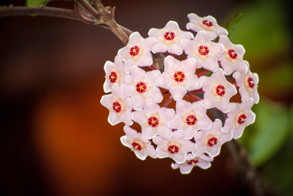 Asclepias or Milkweed