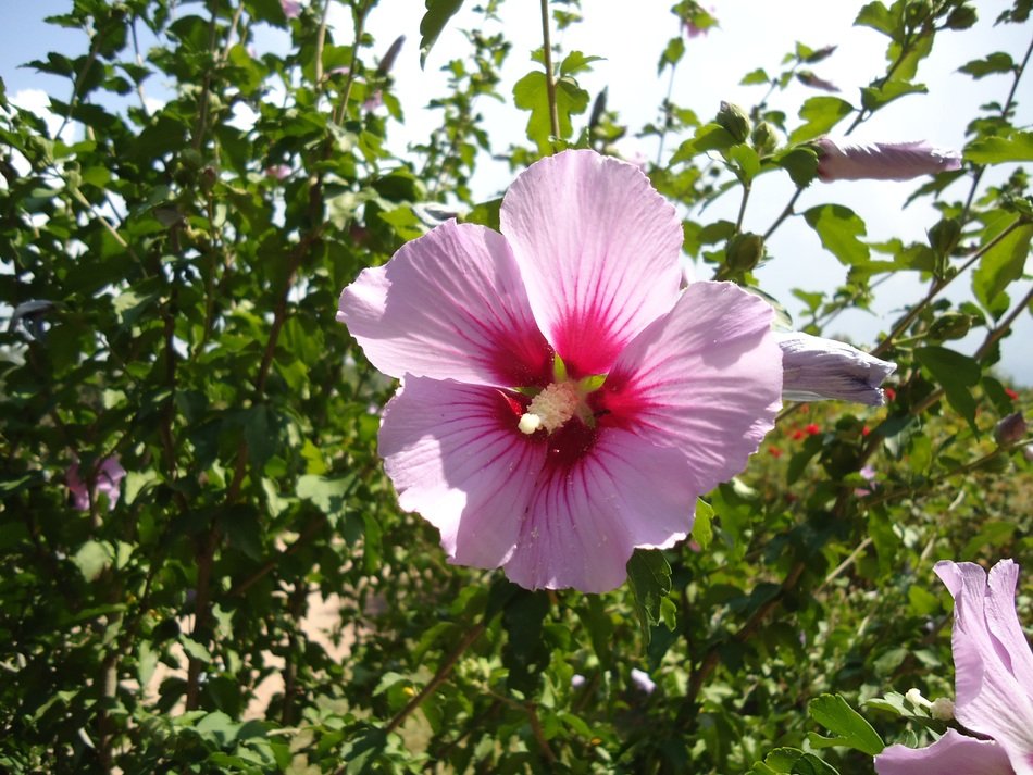 beautiful flower