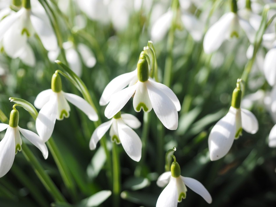 delicate snowdrop in spring