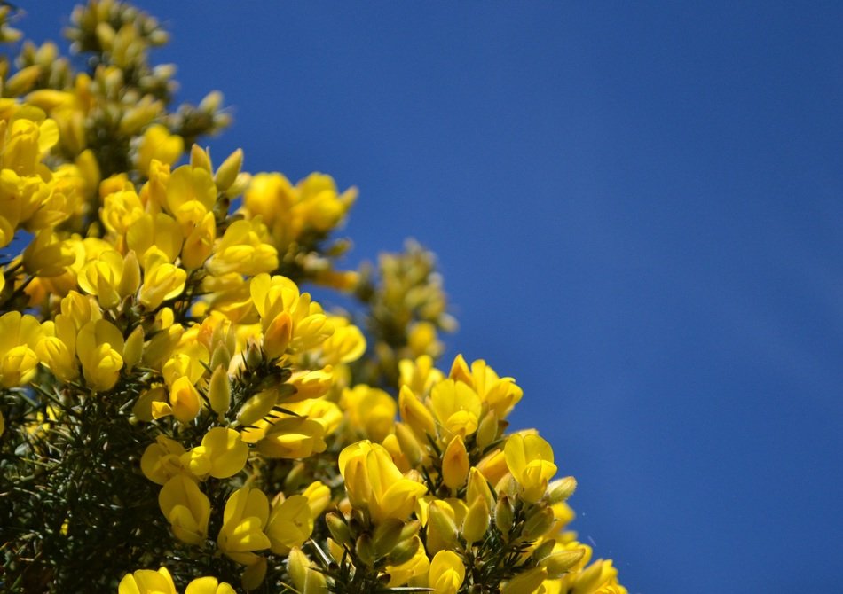 Beautiful yellow gorse flowers at blue sky background in Scotland