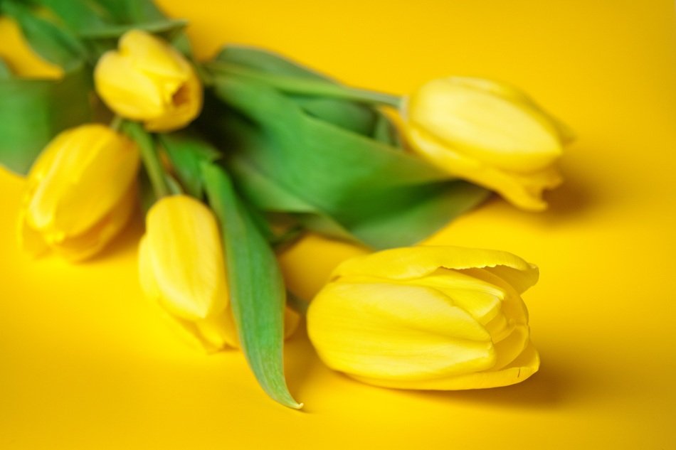 five yellow tulips on a yellow background