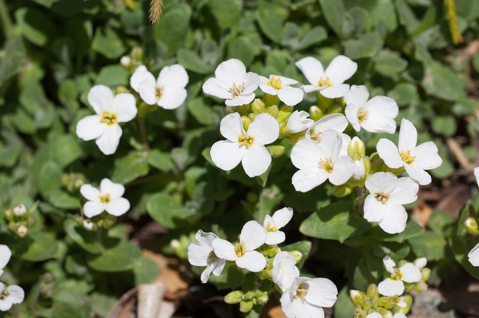White spring cress