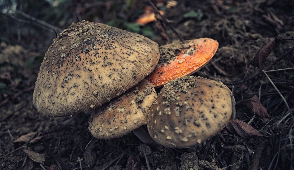 gloomy fungus mushroom