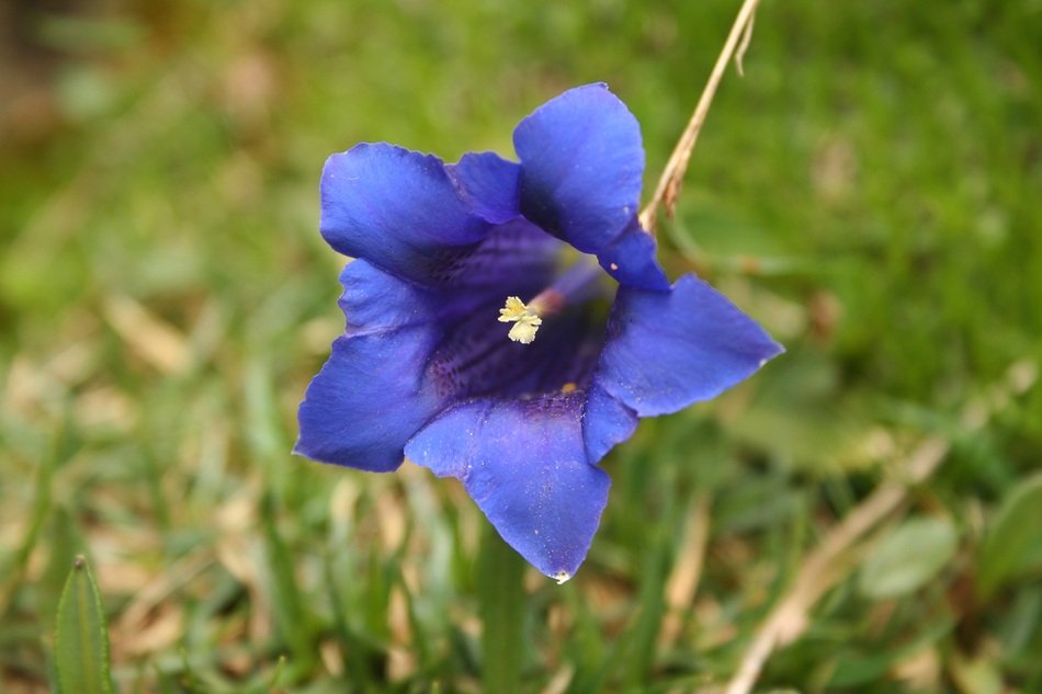 Gentian Blue on blurred background