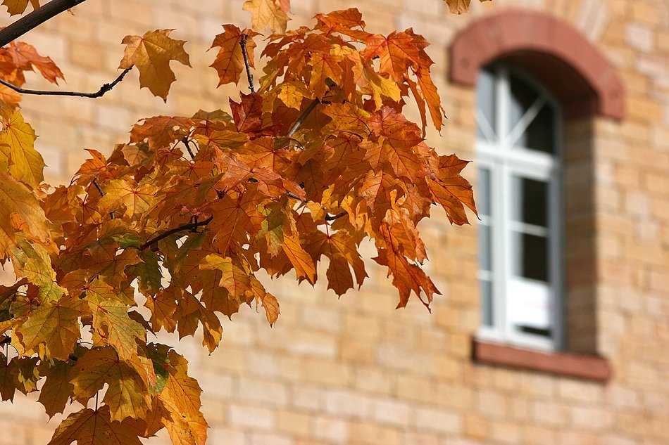 city tree in autumn