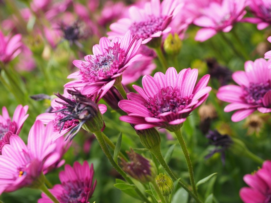 pink Asteraceae flowers in the meadow