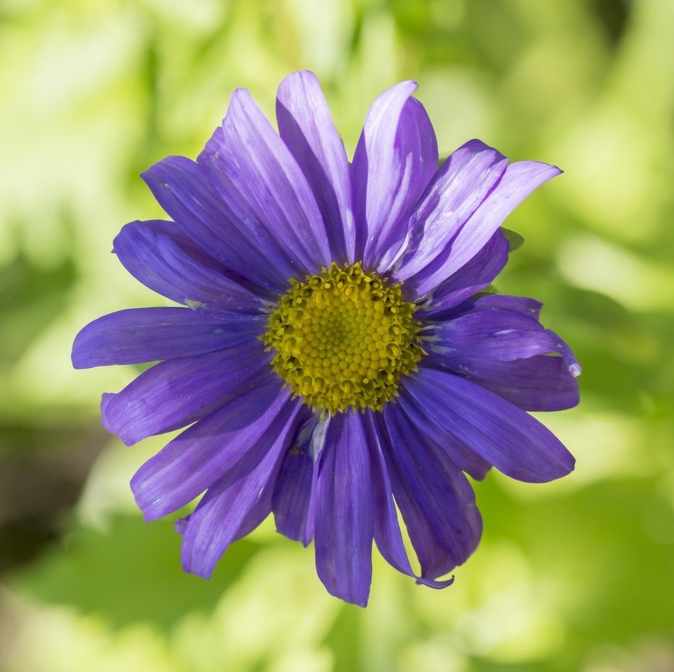 blue aster on blurry background close-up