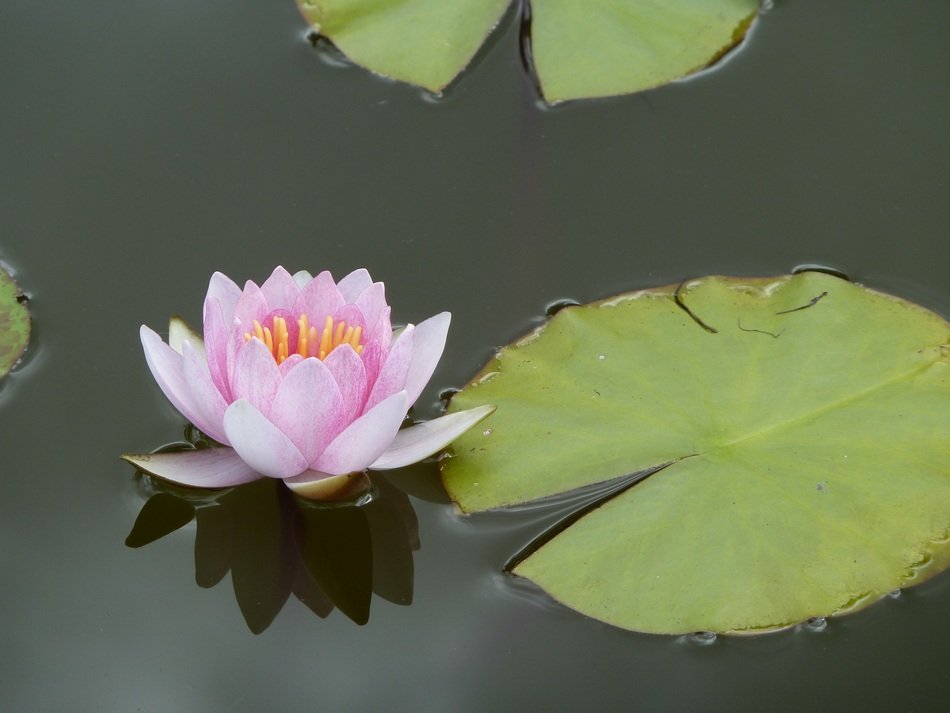 Lotus Aquatic Plant