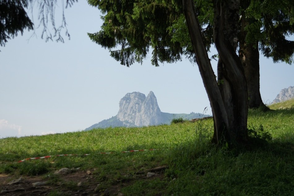 photo of alpine meadow on a background of mountains