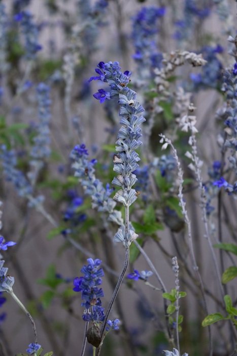 unimaginable Lavender Plant