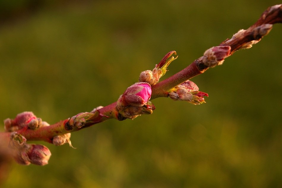 Peach Tree bud