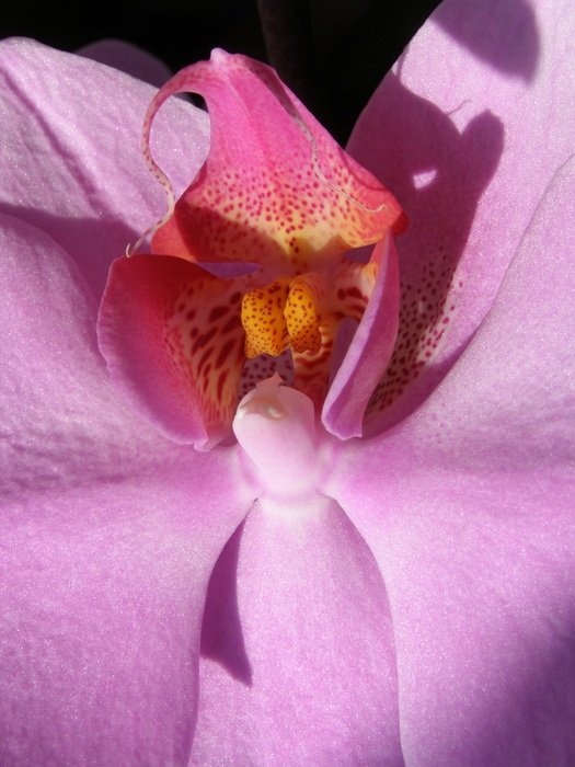 gorgeous Flower Orchid