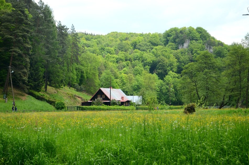 Cottage Forest Meadow Poland