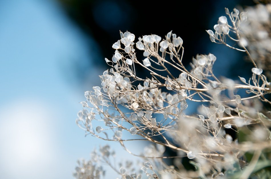 herbal plant in the garden