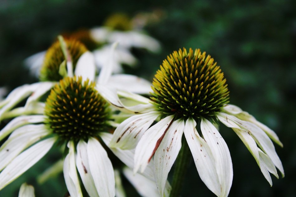 garden flowers blossomed